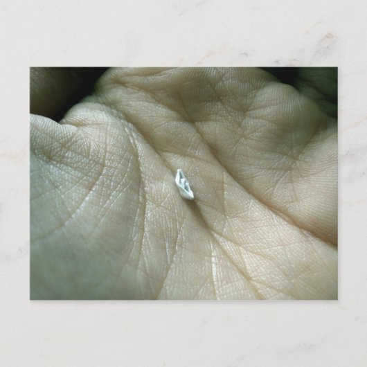 ライフラインに沿ってセーリング ポストカード (正面)