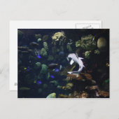 ライフ水中競技 ポストカード (正面/裏面)