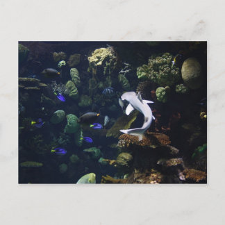 ライフ水中競技 ポストカード