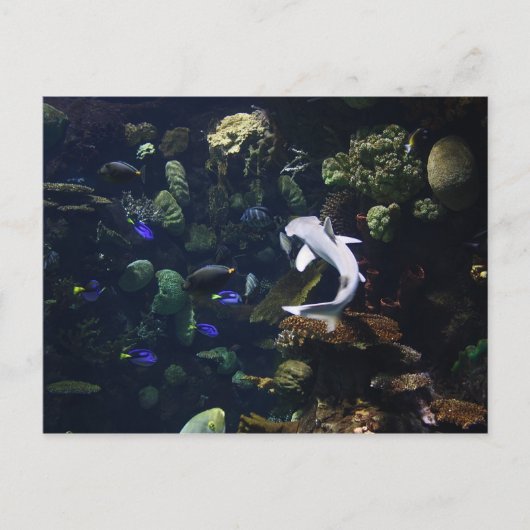 ライフ水中競技 ポストカード (正面)