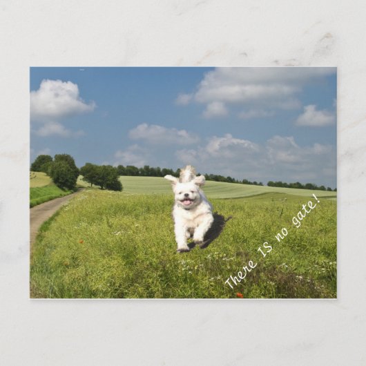 「ライブ・ライク…」 ハガキ仏教徒（マトリックス）版！ ポストカード (正面)