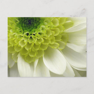 ライムの御馳走 ポストカード