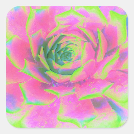 ライムグリーンとピンクの多肉性セダムロゼット スクエアシール (正面)