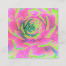 ライムグリーンとピンクの多肉性セダムロゼット