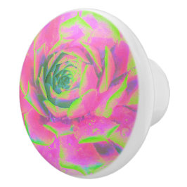 ライムグリーンとピンクの多肉性セダムロゼット セラミックノブ