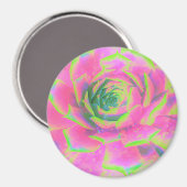 ライムグリーンとピンクの多肉性セダムロゼット マグネット (正面/裏面)