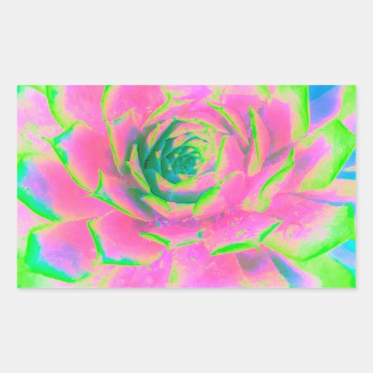 ライムグリーンとピンクの多肉性セダムロゼット 長方形シール (正面)