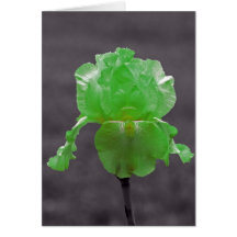 ライムグリーンアイリス