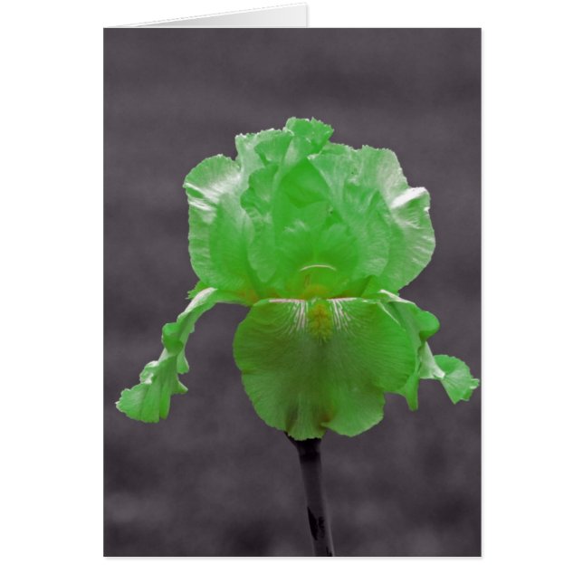 ライムグリーンアイリス (正面)