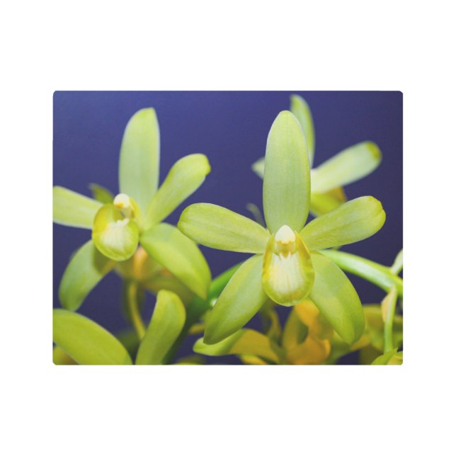 ライムグリーンランキメタルアート メタルプリント (正面)