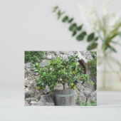 ライムツリー ポストカード (スタンド正面)