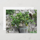 ライムツリー ポストカード (正面/裏面)