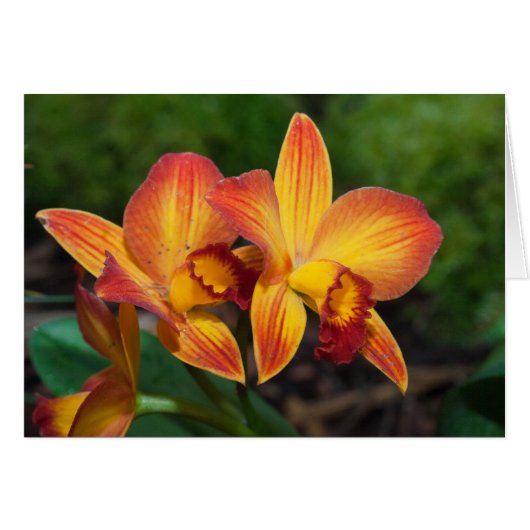 ライムナカットレアナラブタペストリー (正面横)