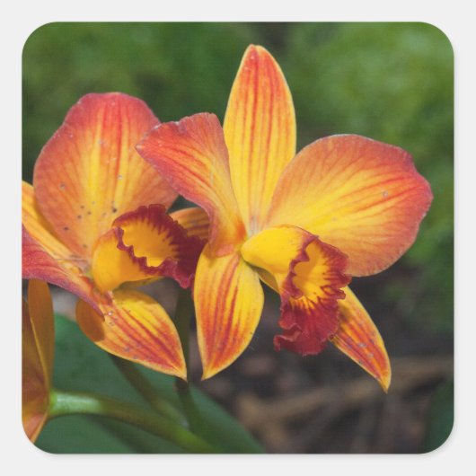 ライムナカットレアナラブタペストリー スクエアシール (正面)