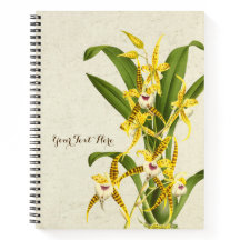 ライムノシュテレ・コルデー・ラン