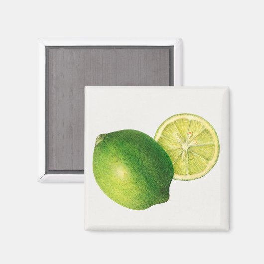 ライム マグネット (正面/裏面)