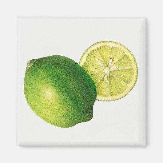 ライム マグネット (正面)