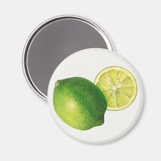 ライム マグネット (正面/裏面)