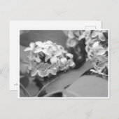 ライラクールックの束 ポストカード (正面/裏面)