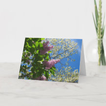 ライラックとさくらんぼの花 – マーサのブドウ園