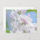 ライラックの花 ポストカード (正面/裏面)