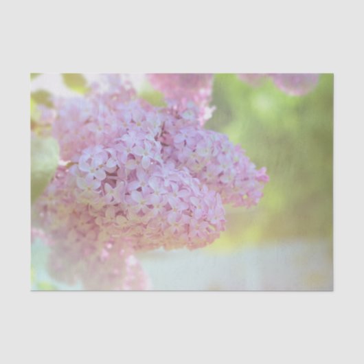 ライラックの花　薄紫　美しい地方 薄葉紙 (正面)