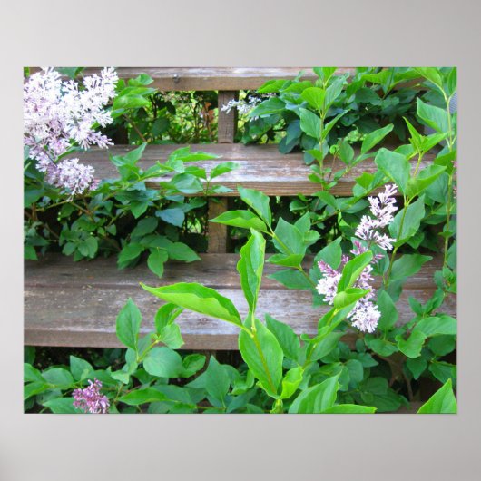 ライラックの茂み、古い木の階段を這い上がる花 ポスター (正面)