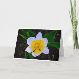 ライラックワンダーチューリップ カード