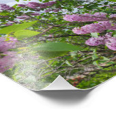 ライラック開花 フォトプリント            (角)