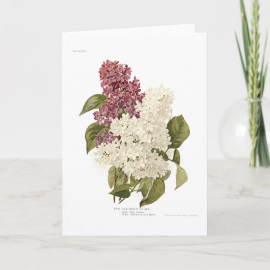 ライラック カード (正面)