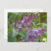 ライラック ポストカード (正面/裏面)