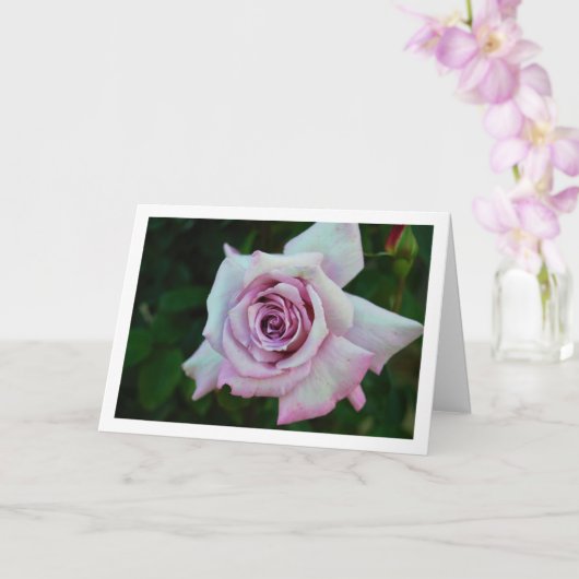 ライラック ローズ ポートレート カード (蘭)