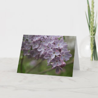 ライラック (Syringa spp.) カード