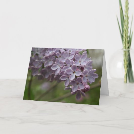 ライラック (Syringa spp.) カード (正面)