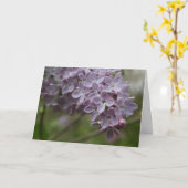 ライラック (Syringa spp.) カード (黄色い花)