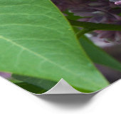 ライラフランスのックス ポスター (角)