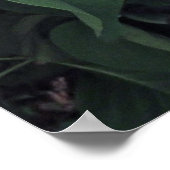 ライラフランスのックス ポスター (角)