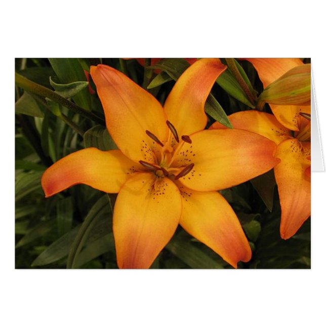 ライリーグリーティング/ノートカード (正面横)