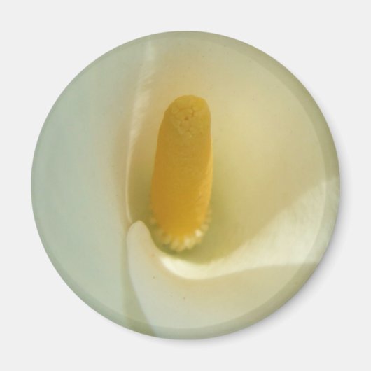 ライリーセンターマグネット マグネット (正面)