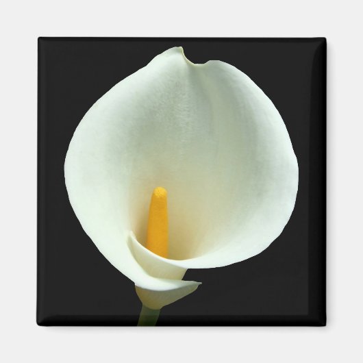 ライリー磁石 マグネット (正面)