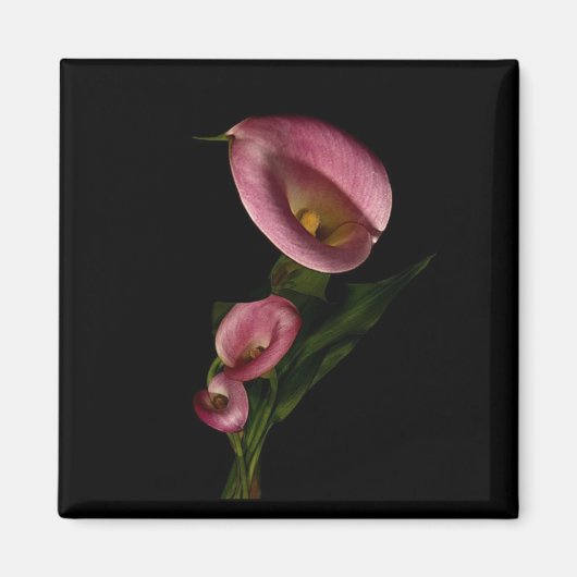 ライリー磁石 マグネット (正面)