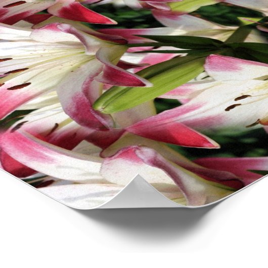 ライリー赤と白フローラ抽象芸術 ポスター (角)