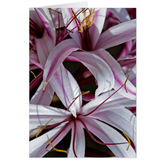 ライリー (正面)