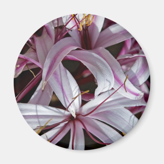 ライリー マグネット (正面)