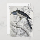 ラインテッドキュッコヴィンテージバードイラストレーション ポストカード (正面/裏面)