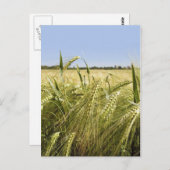 ライ葉書 ポストカード (正面/裏面)