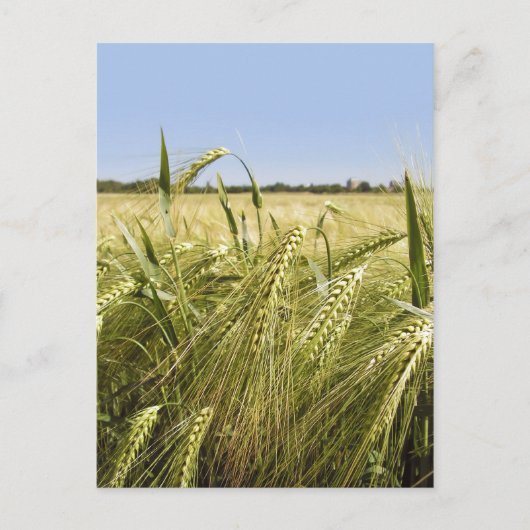 ライ葉書 ポストカード (正面)