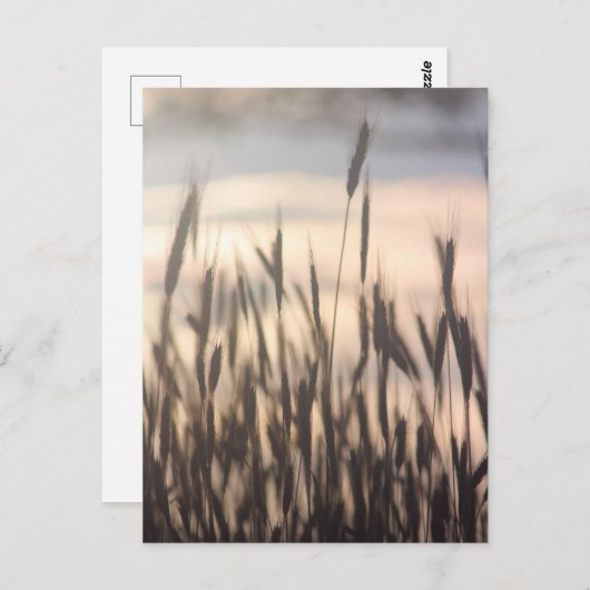 ライ麦が日没で背が高く伸びる ポストカード (正面/裏面)