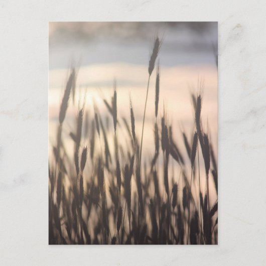 ライ麦が日没で背が高く伸びる ポストカード (正面)