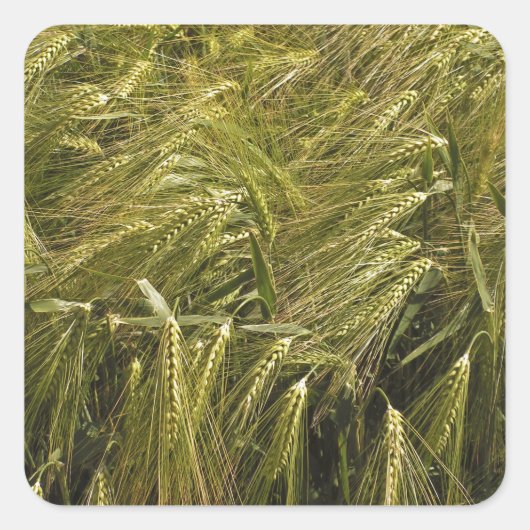 ライ麦の穀粒 植物学的な自然 スクエアシール (正面)